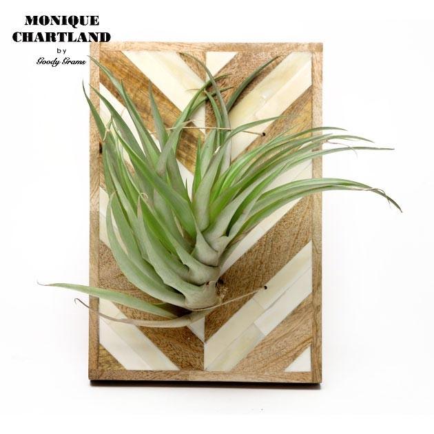 エアプランツ ホルダー おしゃれ 観葉植物 Goody Grams Air Plants Holder L Gfc Mq Aph L Stream Trail Outfitters 通販 Yahoo ショッピング