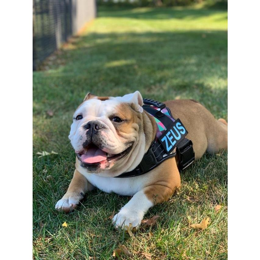 ⭕️ Man 紛失防止カラーハーネス/オーダーページ 楽天市場