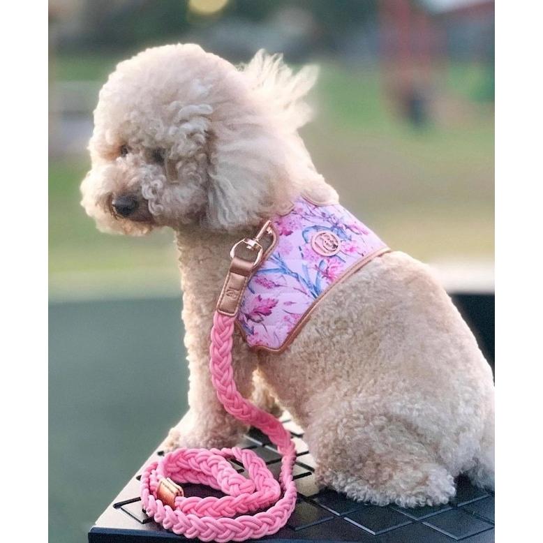 美品　COACH 小型犬用首輪 XS ピンク　シグネチャー　チャーム付き 美品 COACH 小型犬用首輪 XS ピンク シグネチャー チャーム付き 楽天