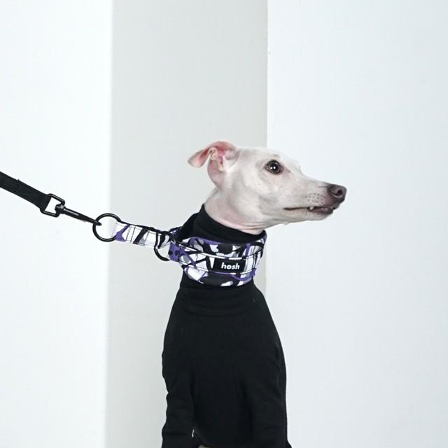 hosh イタグレ ミニピン ペイント 柄 チョーク型 ドッグカラー