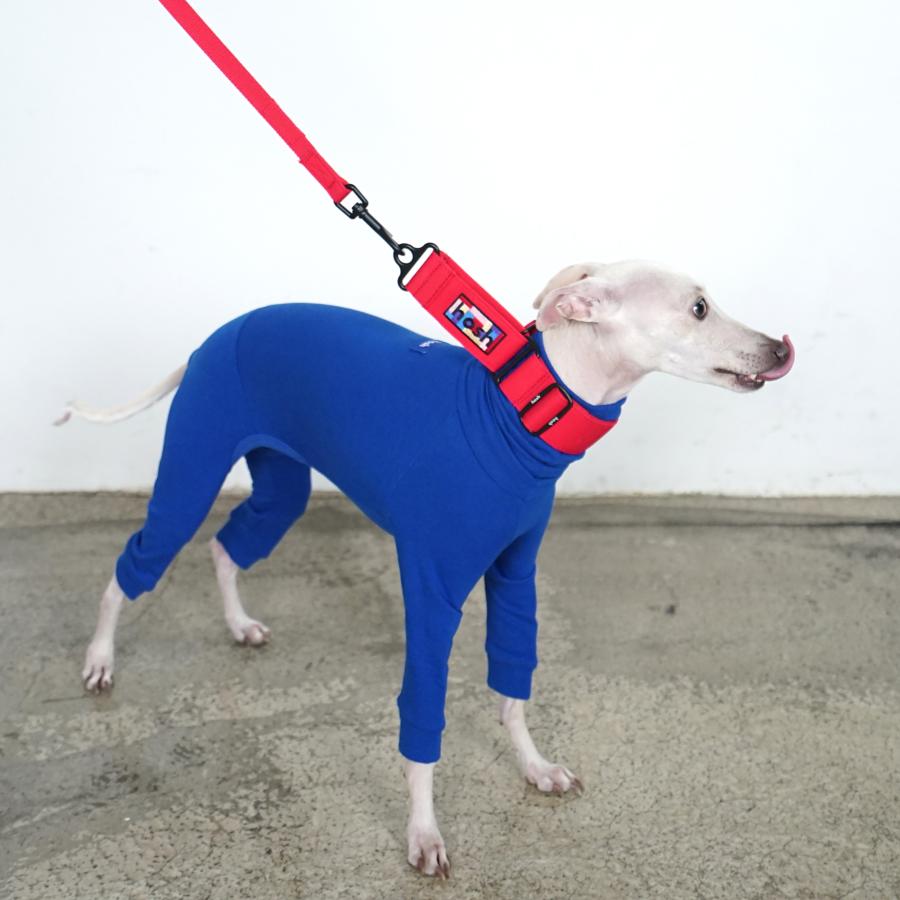 イタグレオーダーリード 首輪とセット hosh イタグレ ミニピン ドッグリード 犬 お散歩 首輪 セットで使える