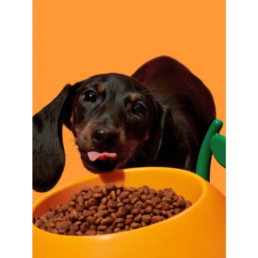 VETRESKA ベトレスカ ジューシータンジェリン ペットボウル スプーン マット 3点セット 犬猫 ペット用品 デザイナーズ 海外取寄 JUICY TANGERINE PET BOWL SET_2