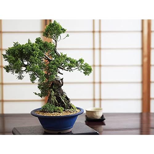 【値下げ】 盆栽妙 盆栽 石付き 真柏 【SK1006387770】(36463円)