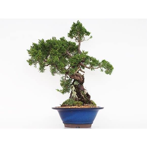 【値下げ】 盆栽妙 盆栽 石付き 真柏 【SK1006387770】(36463円)