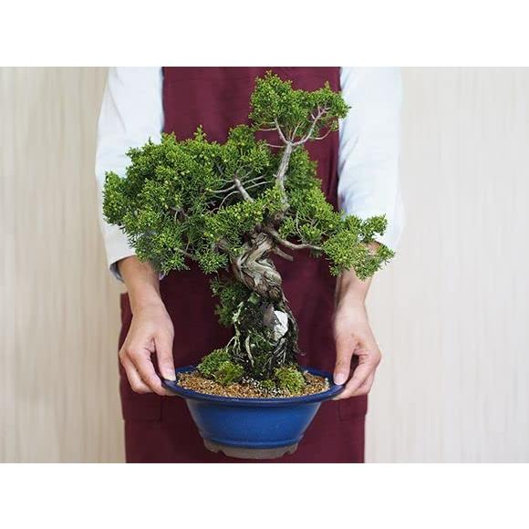 【値下げ】 盆栽妙 盆栽 石付き 真柏 【SK1006387770】(36463円)