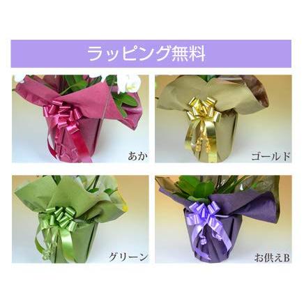 胡蝶蘭専門店はなやか 胡蝶蘭 白大輪 3本立ち 24輪以上 白大輪