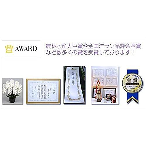 胡蝶蘭専門店はなやか 胡蝶蘭 白大輪 3本立ち 24輪以上 白大輪