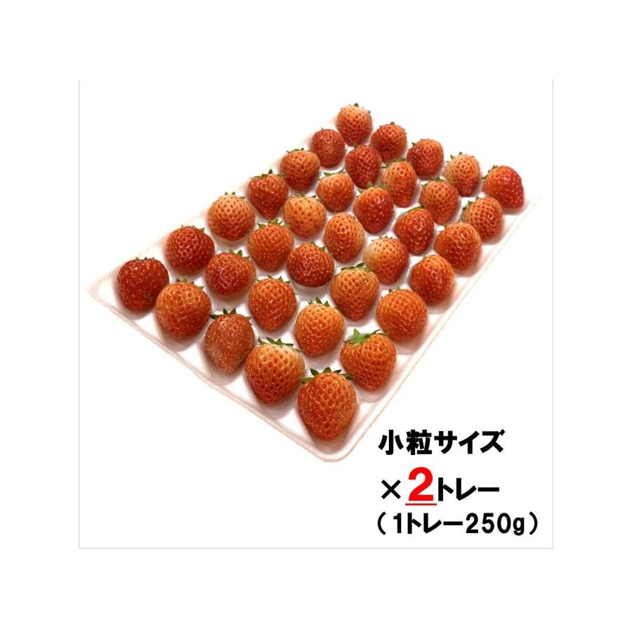 送料無料】生食できる夏イチゴ 6月〜11月発送 小粒 2S〜3Sサイズ 2