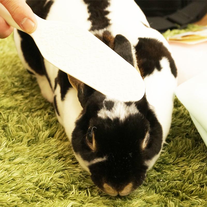 ドギーマンハヤシ なでうさタッチ しゃもじ 毛づくろい 日本製 ブラシ ブラッシング 小動物 ブラシ ペット クリックポスト発送 送料無料 | ドギーマン | 06