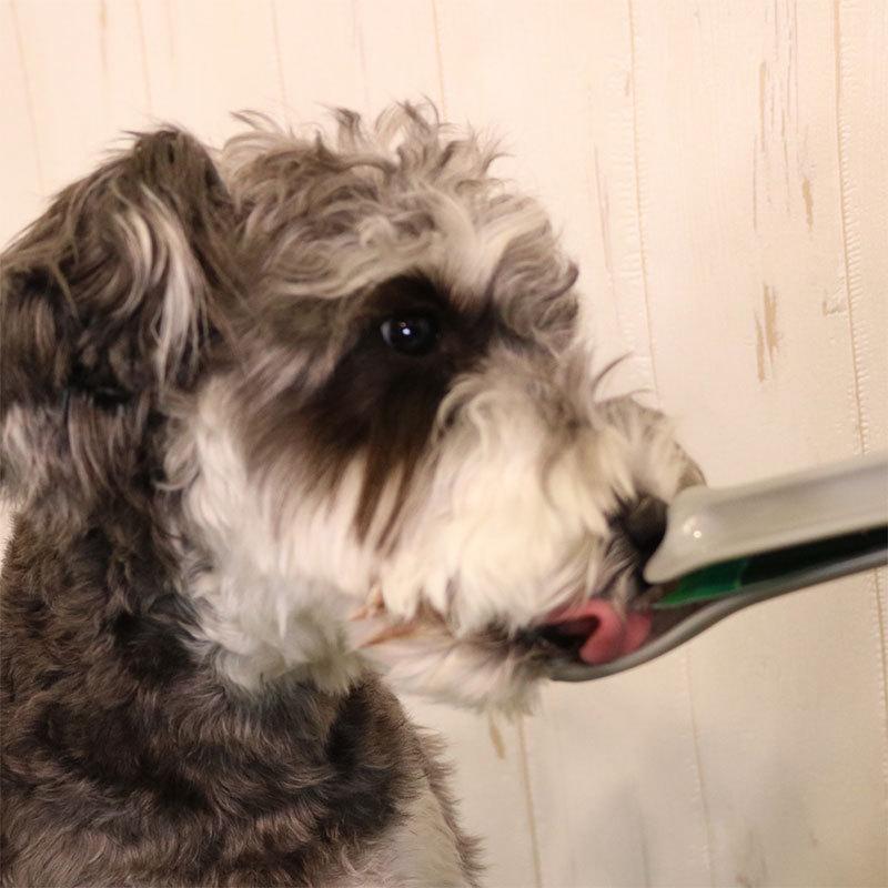 ドギーマンハヤシ　デカ皿スプーン　犬用　おやつ　銀　スプーン |  | 03