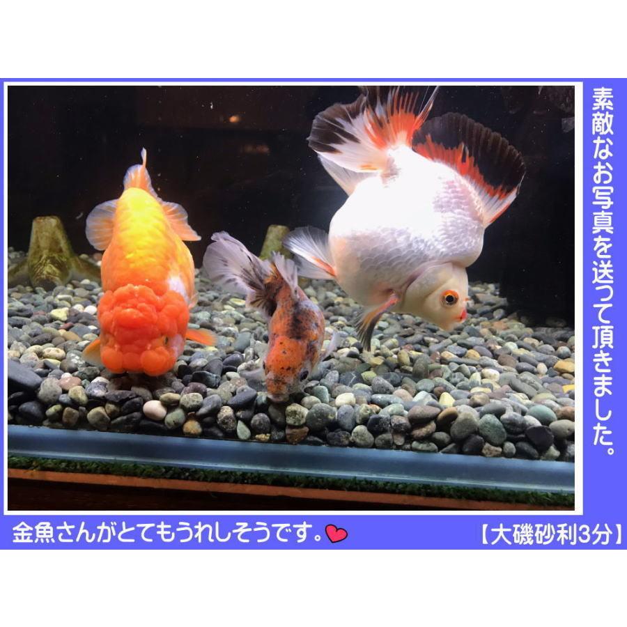 大磯砂利 2分 水槽砂利 水槽 アクアリウム 砂利 レイアウト 水槽用 ロック オブジェ 国産 天然石 水槽石 輝岩石 水槽 石 熱帯魚 淡水魚 大きい 金魚 黒 メダカ Aq Ooiso2 石材のことならstクラフト 通販 Yahoo ショッピング