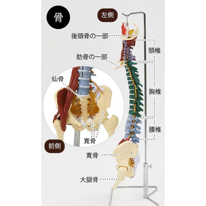 7ウェルネ 脊椎模型 人体模型 (主要筋 靭帯 神経 血管 付) 実物大 骨格模型 骨格標本 骨模型 骸骨模型 人骨模型 骨格モデル 人体モ｜stsyoten-store｜07