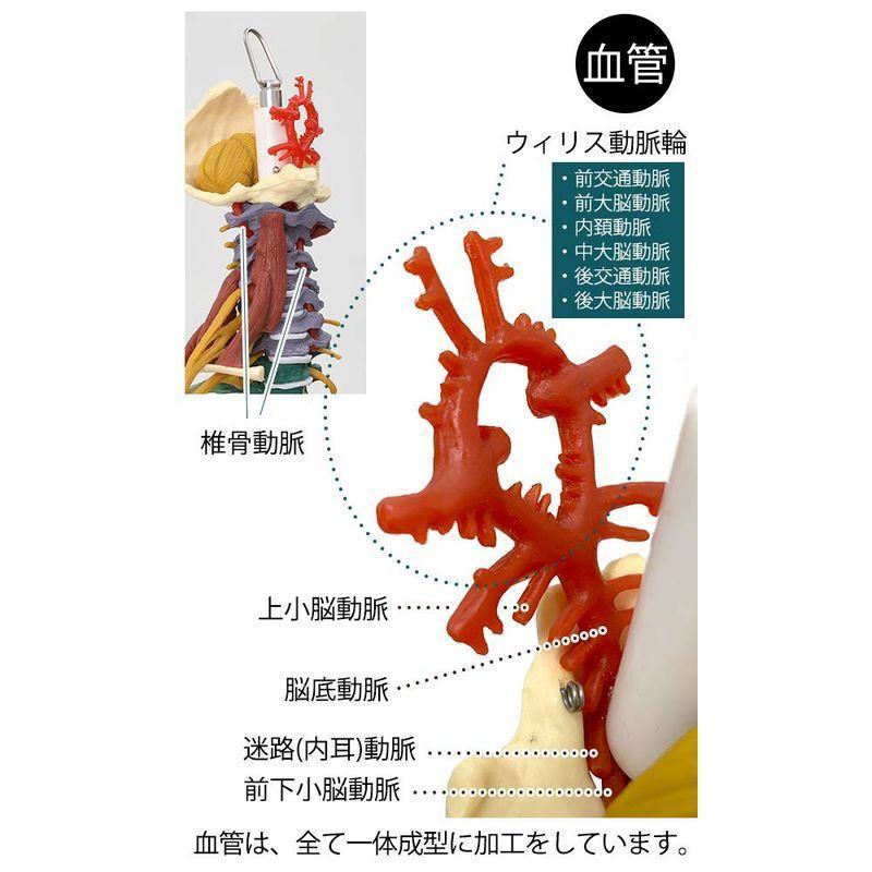 7ウェルネ 脊椎模型 人体模型 (主要筋 靭帯 神経 血管 付) 実物大 骨格模型 骨格標本 骨模型 骸骨模型 人骨模型 骨格モデル 人体モ｜stsyoten-store｜08
