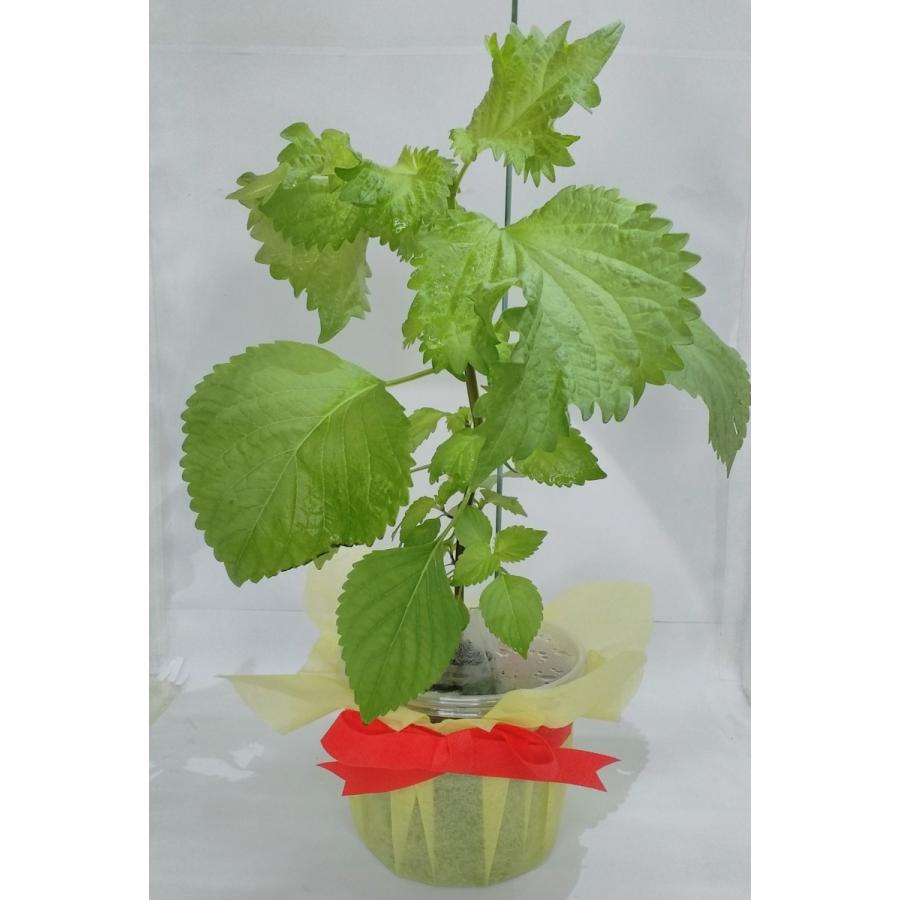 家庭用 ハーブの 水耕栽培キット 窓辺で大葉 青シソ 不織布カバー付き N99vev55rj スタジオ セブン 通販 Yahoo ショッピング