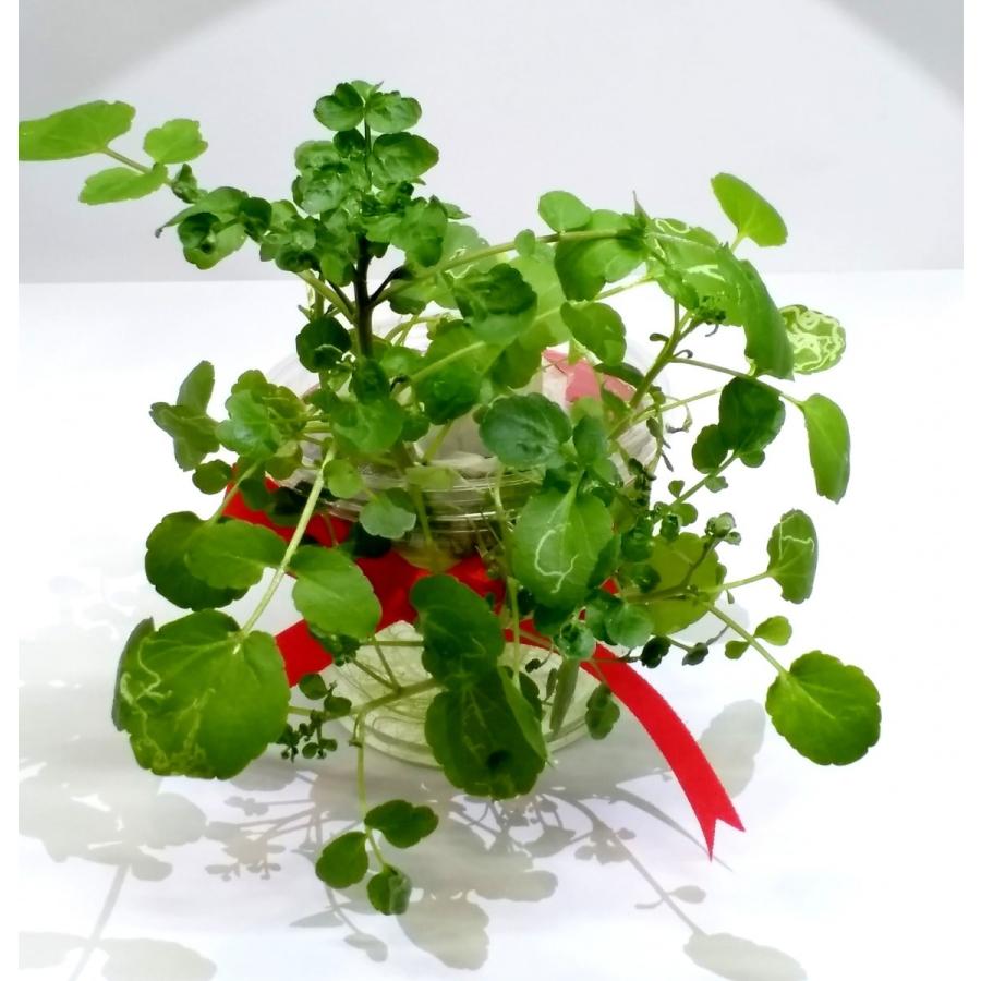 家庭用 ハーブの水耕栽培キット 窓辺でクレソン N9a173igiv スタジオ セブン 通販 Yahoo ショッピング