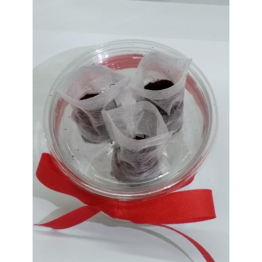 家庭用 ハーブの 水耕栽培キット 窓辺でクレソン N9a173igiv スタジオ セブン 通販 Yahoo ショッピング