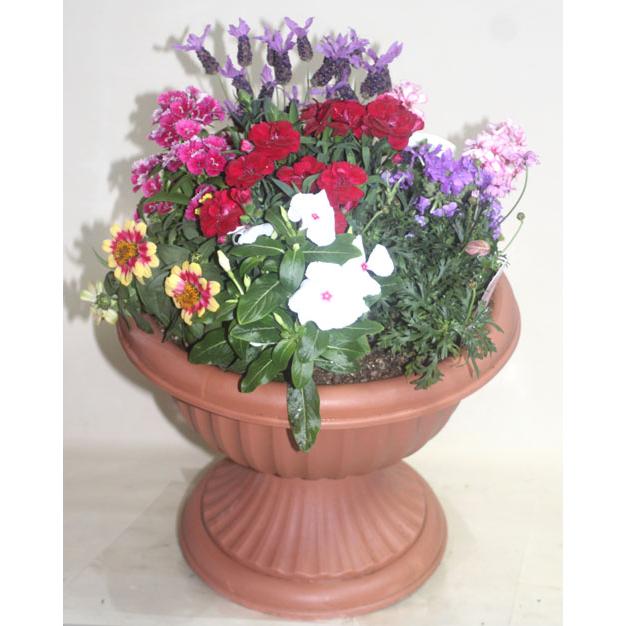 季節の寄せ植え 足付コンポート　鉢花  誕生日 お祝い 開店祝い ベランダ 玄関【限定付送料無料】 | 