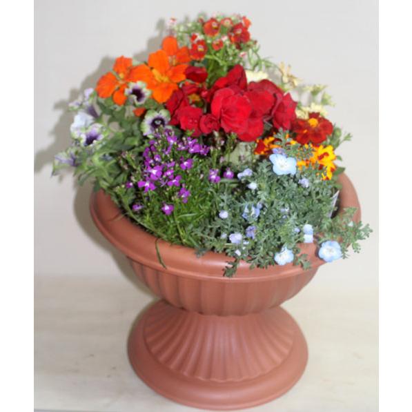 季節の寄せ植え 足付コンポート　鉢花  誕生日 お祝い 開店祝い ベランダ 玄関【限定付送料無料】 |  | 01