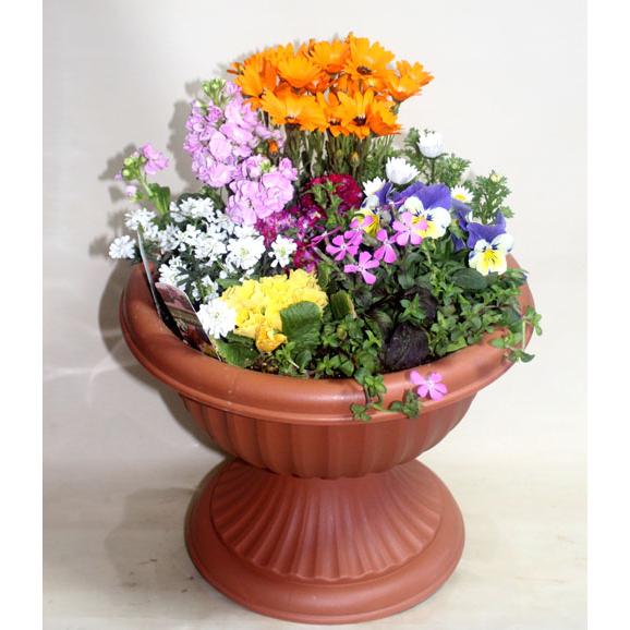 季節の寄せ植え 足付コンポート　鉢花  誕生日 お祝い 開店祝い ベランダ 玄関【限定付送料無料】 |  | 02