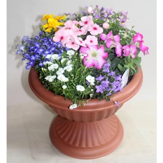 季節の寄せ植え 足付コンポート　鉢花  誕生日 お祝い 開店祝い ベランダ 玄関【限定付送料無料】 |  | 03