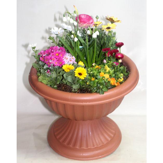 季節の寄せ植え 足付コンポート　鉢花  誕生日 お祝い 開店祝い ベランダ 玄関【限定付送料無料】 |  | 05