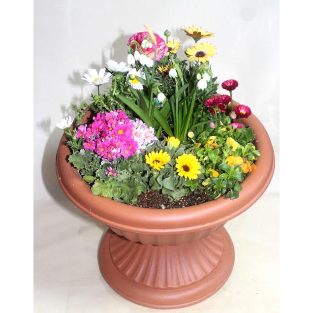 季節の寄せ植え 足付コンポート　鉢花  誕生日 お祝い 開店祝い ベランダ 玄関【限定付送料無料】 |  | 06