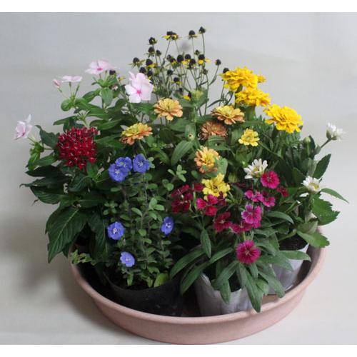 鉢花　季節の寄せ植え・苗セット | 