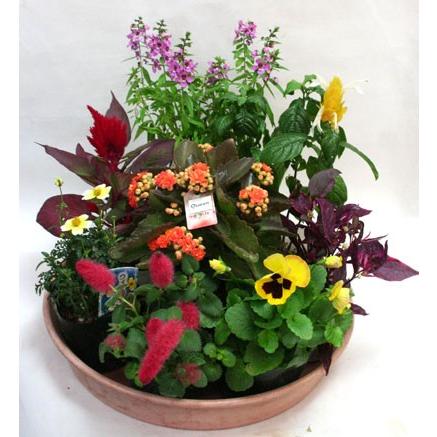 鉢花　季節の寄せ植え・苗セット |  | 01