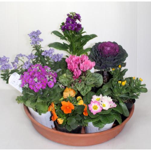 鉢花　季節の寄せ植え・苗セット |  | 02