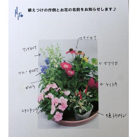 鉢花　季節の寄せ植え・苗セット |  | 04