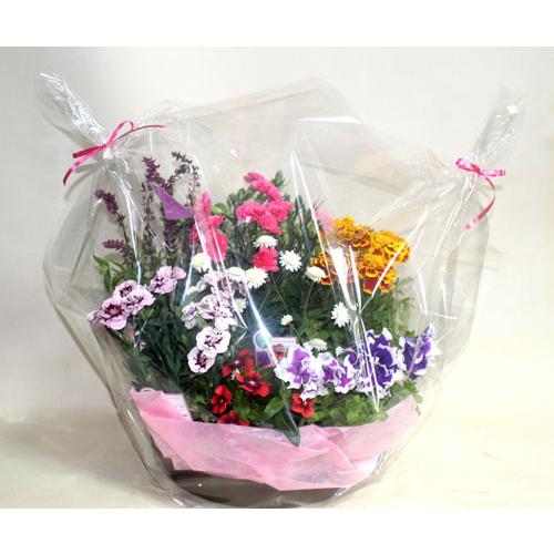 鉢花　季節の寄せ植え・苗セット |  | 05