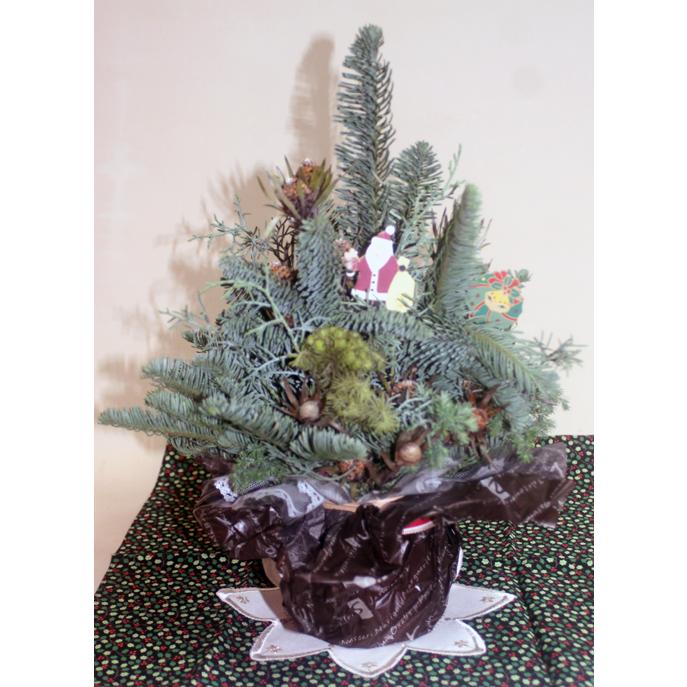 クリスマスツリーＭサイズ　クリスマストピアリー　生花　アレンジ　アレンジメント 裏白モミ オレゴン産もみのき モミノキ 樅ノ木 モミの木　ヒムロ杉 | 