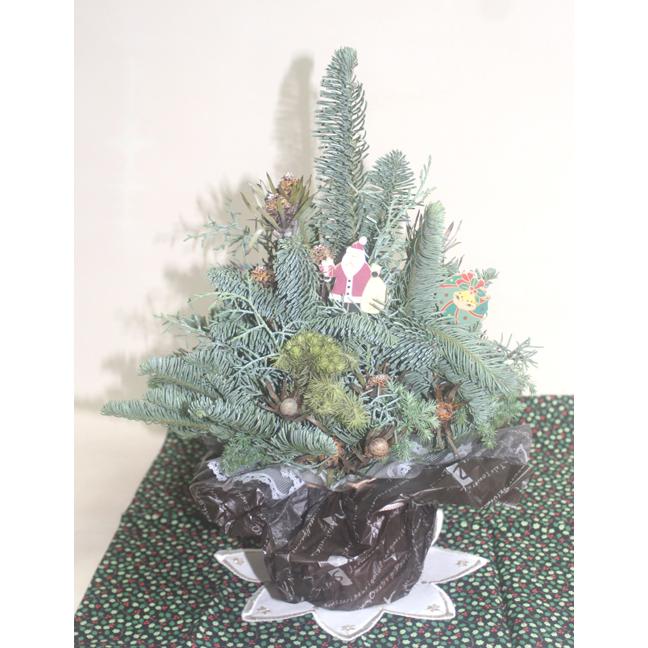 クリスマスツリーＭサイズ　クリスマストピアリー　生花　アレンジ　アレンジメント 裏白モミ オレゴン産もみのき モミノキ 樅ノ木 モミの木　ヒムロ杉 |  | 01