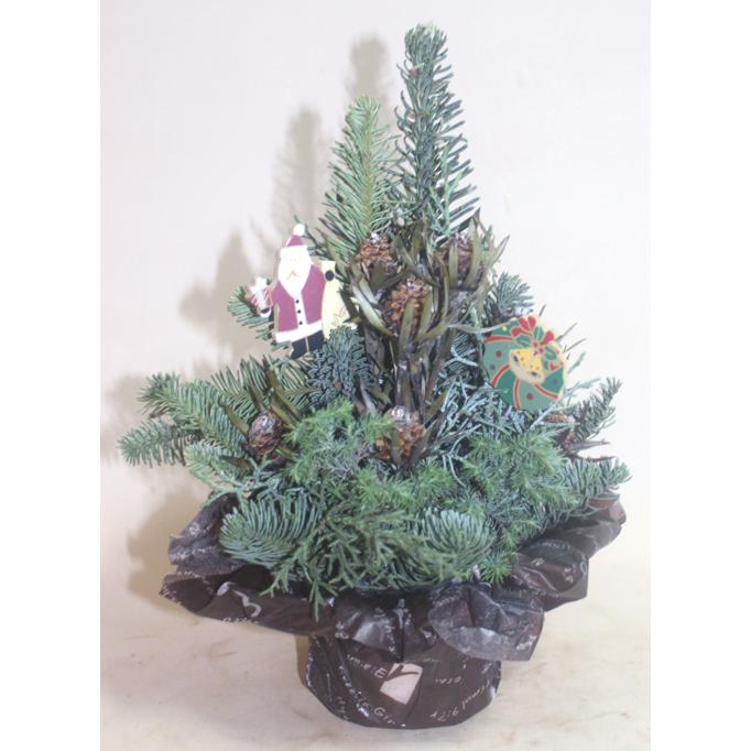 クリスマスツリーＳサイズ　クリスマストピアリー　生花　アレンジ　アレンジメント 裏白モミ オレゴン産もみのき モミノキ 樅ノ木 モミの木　ヒムロ杉 |  | 01