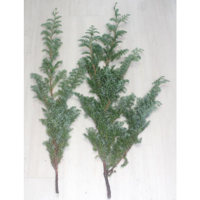 ヒムロスギ　ヒムロ杉 切花 生花 クリスマスリース  スワッグ 資材 フラワー リース  フラワーデザイン 切花 |  | 01