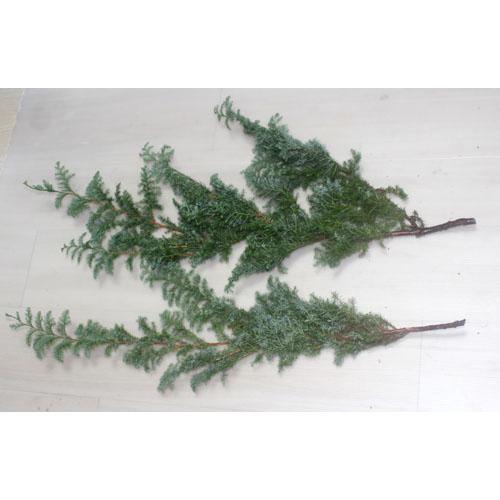 ヒムロスギ　ヒムロ杉 切花 生花 クリスマスリース  スワッグ 資材 フラワー リース  フラワーデザイン 切花 |  | 02