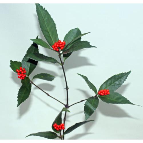 千両 生花 玄関 ドア飾り 正月 資材  和風　切り花　切花 門松 墓参り フラワーアレンジメント お正月 | 