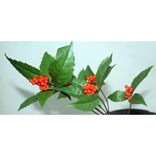 千両 生花 玄関 ドア飾り 正月 資材  和風　切り花　切花 門松 墓参り フラワーアレンジメント お正月 |  | 01