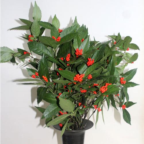 千両 生花 玄関 ドア飾り 正月 資材  和風　切り花　切花 門松 墓参り フラワーアレンジメント お正月 |  | 04