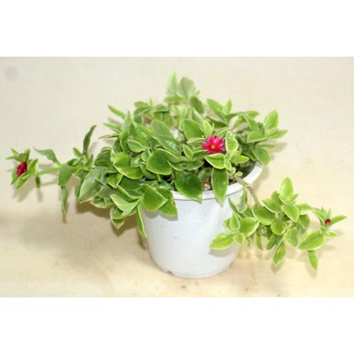 ベビーサンローズ　ハナツルソウ　ハナツルクサ　アプテニア　多肉植物　花苗　鉢花　寄せ植え　449　【地域限定送料無料】あすつく | 