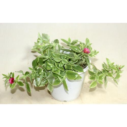 ベビーサンローズ　ハナツルソウ　ハナツルクサ　アプテニア　多肉植物　花苗　鉢花　寄せ植え　449　【地域限定送料無料】あすつく |  | 01