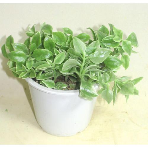 ベビーサンローズ　ハナツルソウ　ハナツルクサ　アプテニア　多肉植物　花苗　鉢花　寄せ植え　449　【地域限定送料無料】あすつく |  | 02