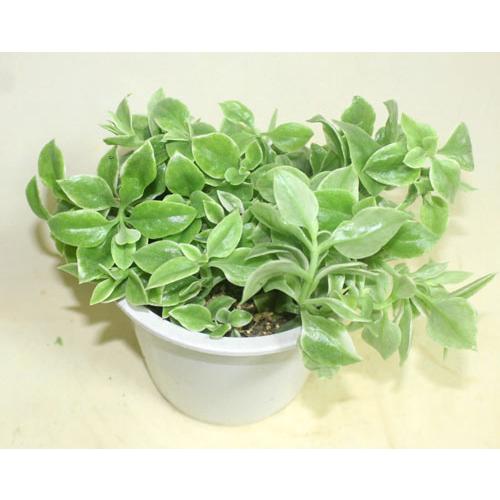 ベビーサンローズ　ハナツルソウ　ハナツルクサ　アプテニア　多肉植物　花苗　鉢花　寄せ植え　449　【地域限定送料無料】あすつく |  | 03