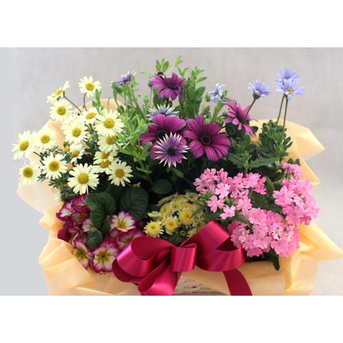 季節の寄せ鉢・ギフトセット　453　鉢花　 |  | 05