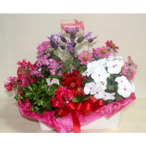 季節の寄せ鉢・ギフトセット　453　鉢花　 |  | 02