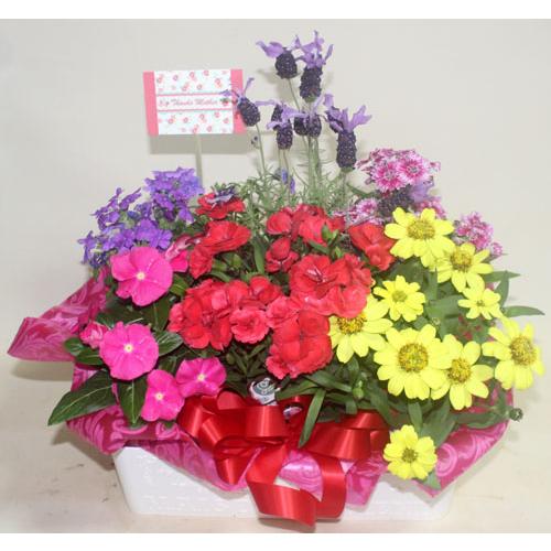 季節の寄せ鉢・ギフトセット　453　鉢花　 |  | 03