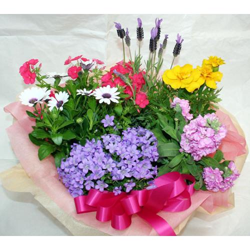 季節の寄せ鉢・ギフトセット　453　鉢花　 |  | 04