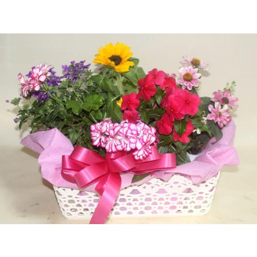 季節の寄せ鉢・ギフトセット　453　鉢花　 |  | 01