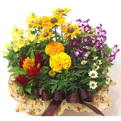 季節の寄せ鉢・ギフトセット　453　鉢花　 |  | 07