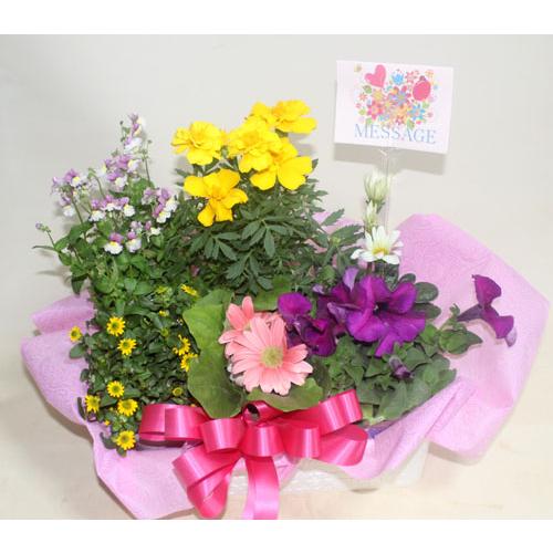 季節の寄せ鉢・ギフトセット　453　鉢花　 |  | 06